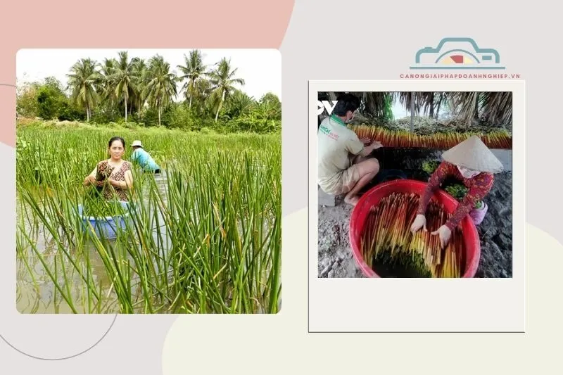 Cách thu hoạch và trồng trọt năn bộp