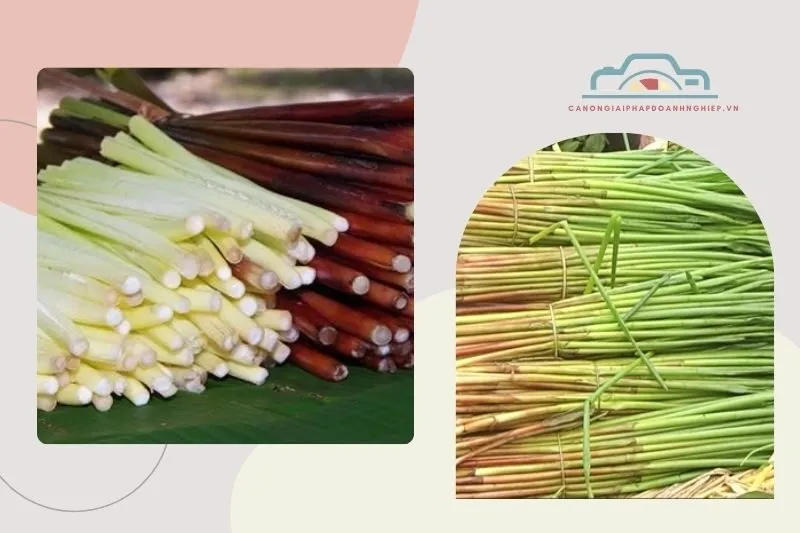 Đặc điểm của cây năn bộp
