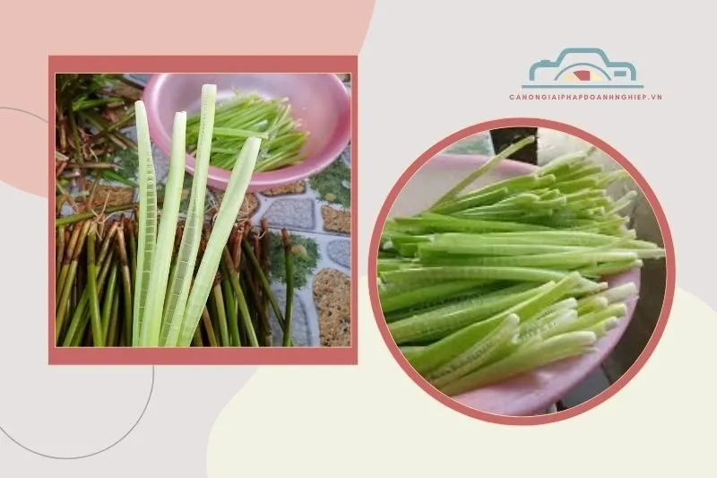 Giá trị dinh dưỡng và công dụng của năn bộp
