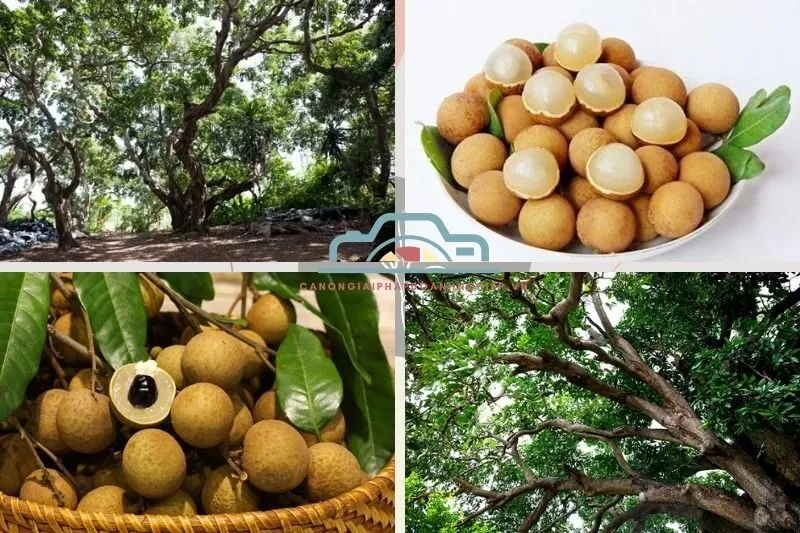 Giới thiệu vườn nhãn cổ Bạc Liêu