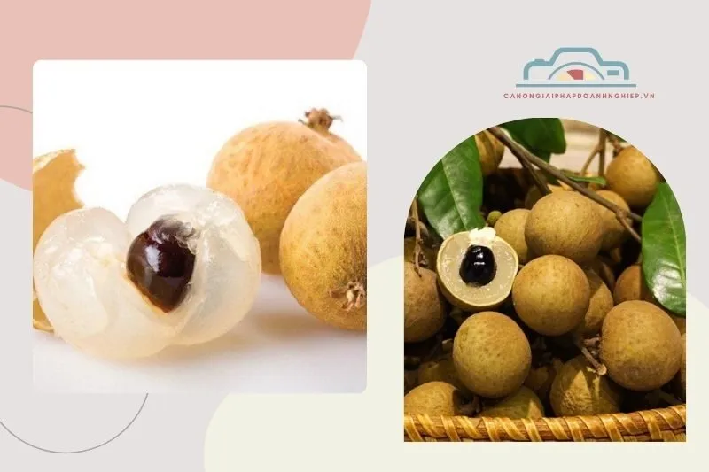 Giống nhãn nổi bật