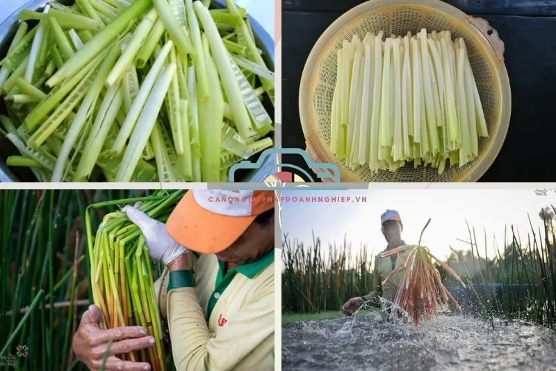 Năn bộp Bạc Liêu là gì?