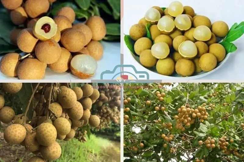 Nhãn da bò Bạc Liêu là gì?
