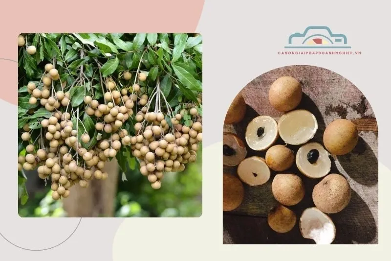 Nhãn da bò vị như thế nào?