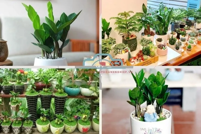 Top 3 cửa hàng bán cây cảnh Bạc Liêu