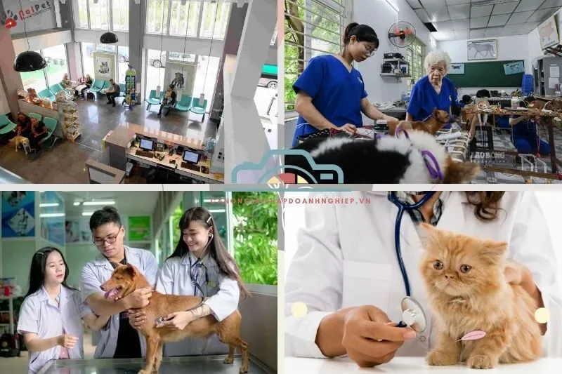 Top 4 phòng khám thú y Bạc Liêu uy tín