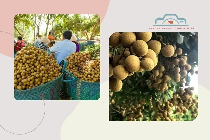 Tương lai của nhãn da bò