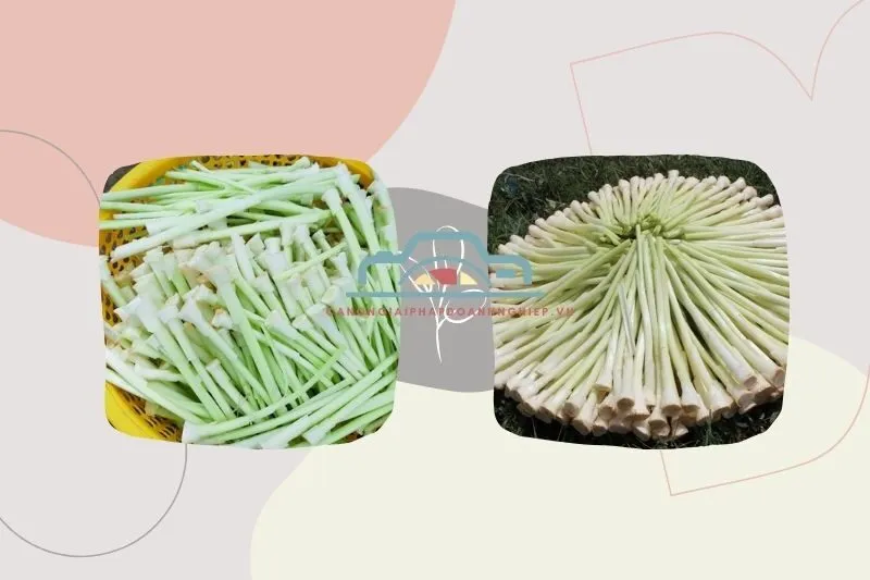 Bồn bồn Bạc Liêu là gì?