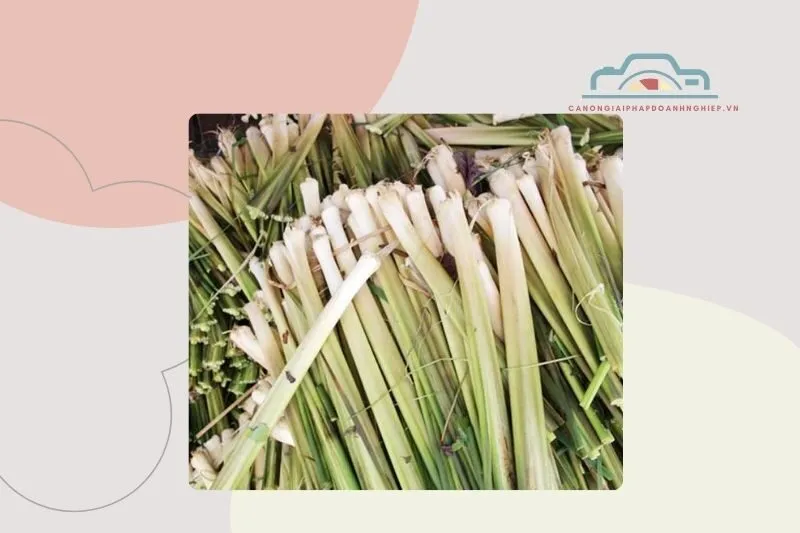 Cách thu hoạch và sơ chế Bồn bồn Bạc Liêu