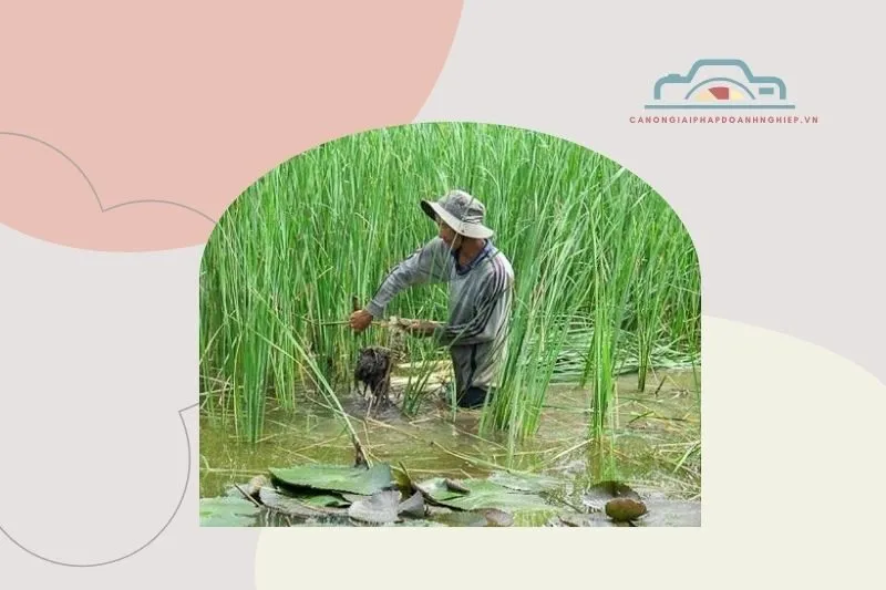 Lịch sử và nguồn gốc của bồn bồn Bạc Liêu